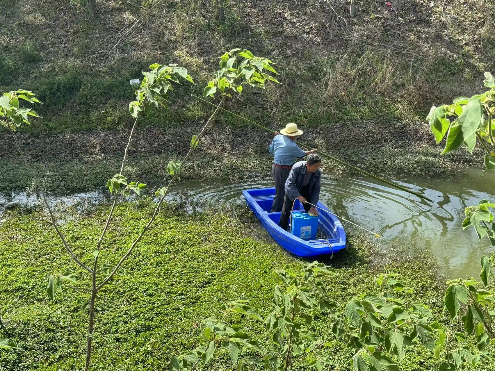 孝庵村开展戚家圩排涝渠水花生专项整治行动
