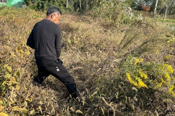 杨村镇沂湖村：清除加拿大一枝黄花，强化人居环境整治成效